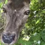 Fern The Deer from Orinoco Animal Sanctuary
