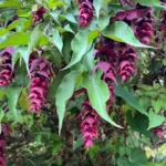 Summer Flowers for The Llangunllo WI